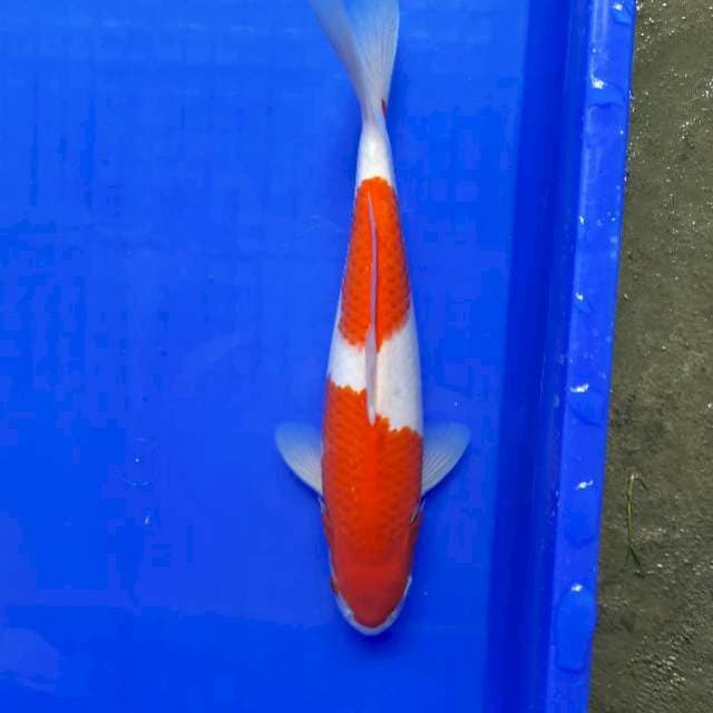 31cm strong kohaku Male