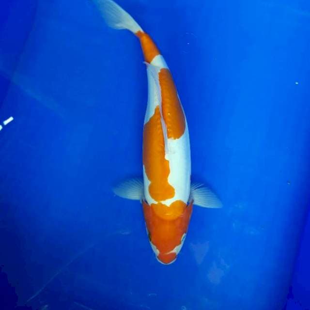 32cm Doitsu kohaku Female
