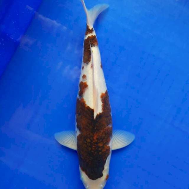 33cm goromo Male