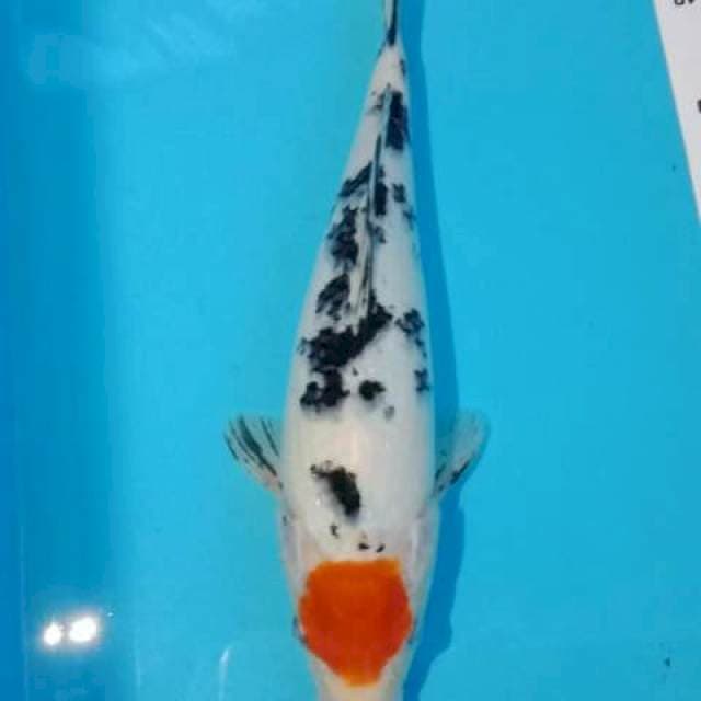 Tc sanke 27cm