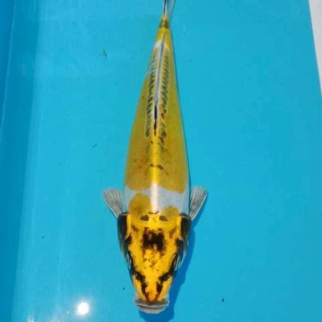 Kiko 27cm