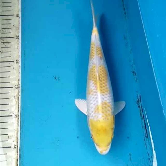 Hariwake 28cm