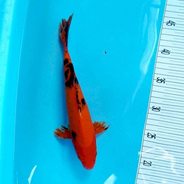 red bekko