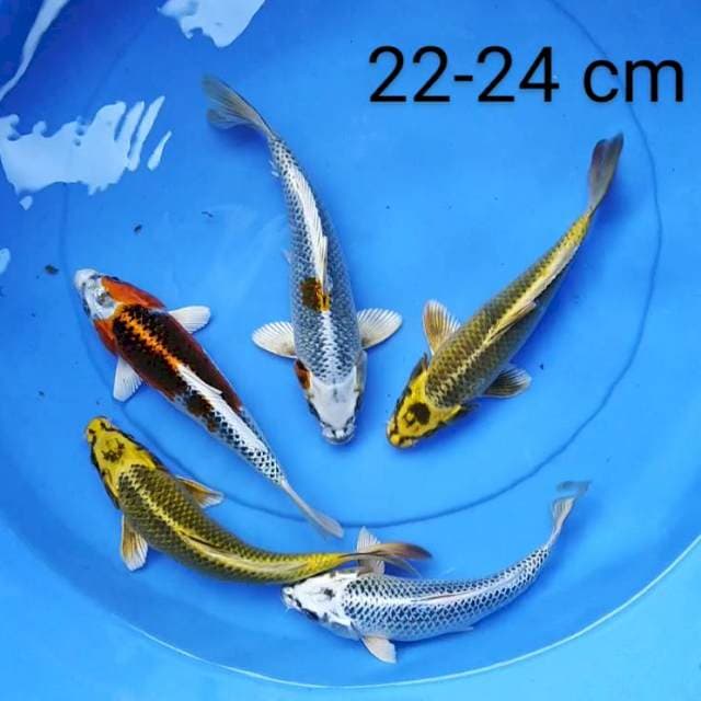 Mix koi
