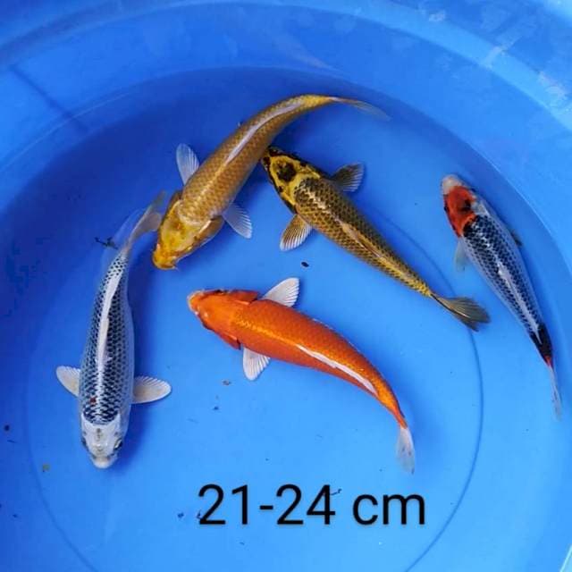Mix koi