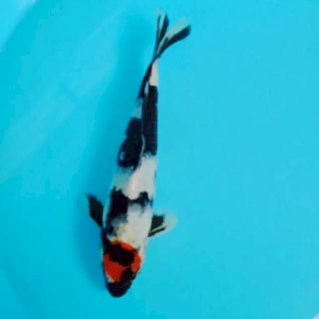 Tanco showa 26 cm