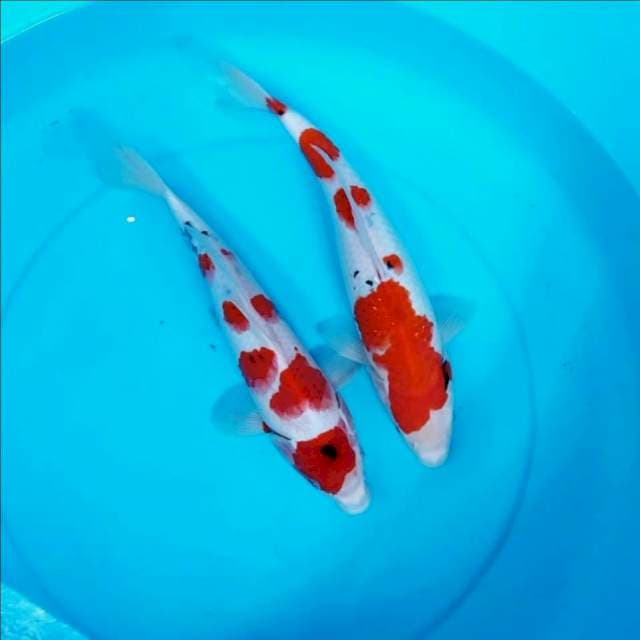 Male & Female