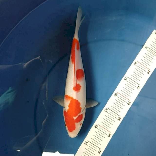 Kohaku
