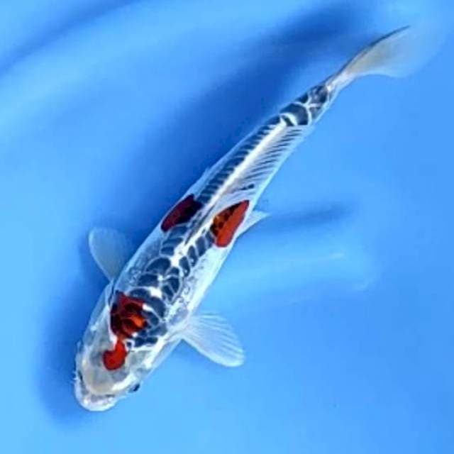BENIKIKO # 26CM