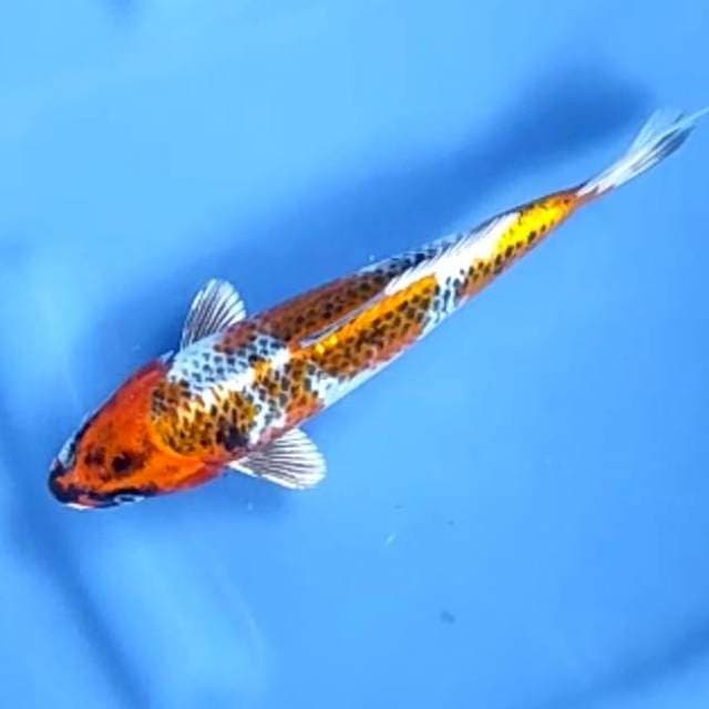 KUJAKU # 22CM