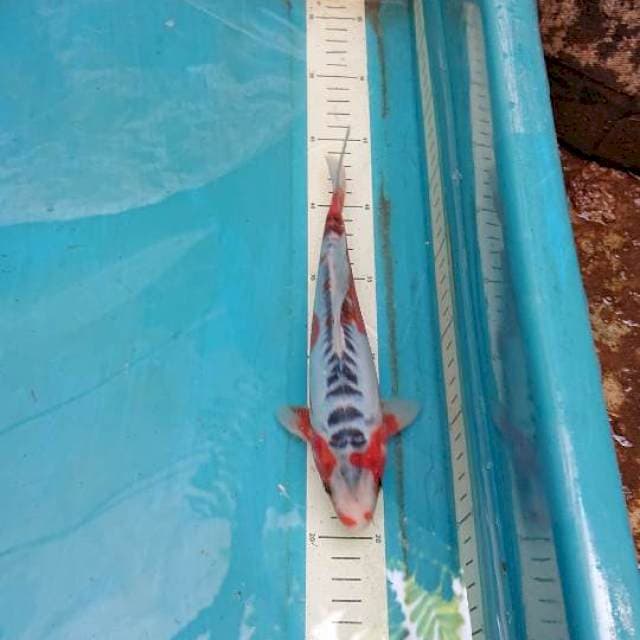 Shusui 21cm