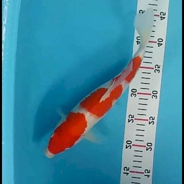 Kohaku ori 34cm SQ