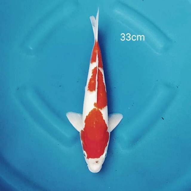 Kohaku 3 step original