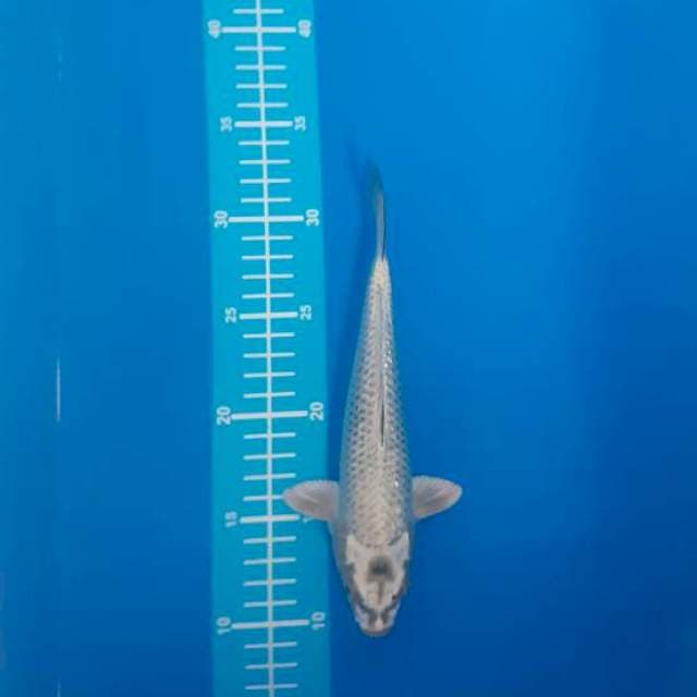Mukashi gindrin 24 cm