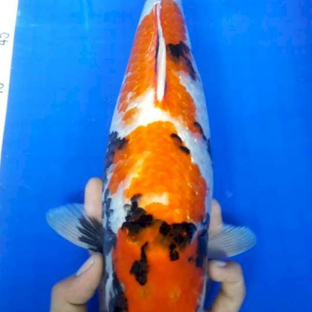 Showa 38 cm