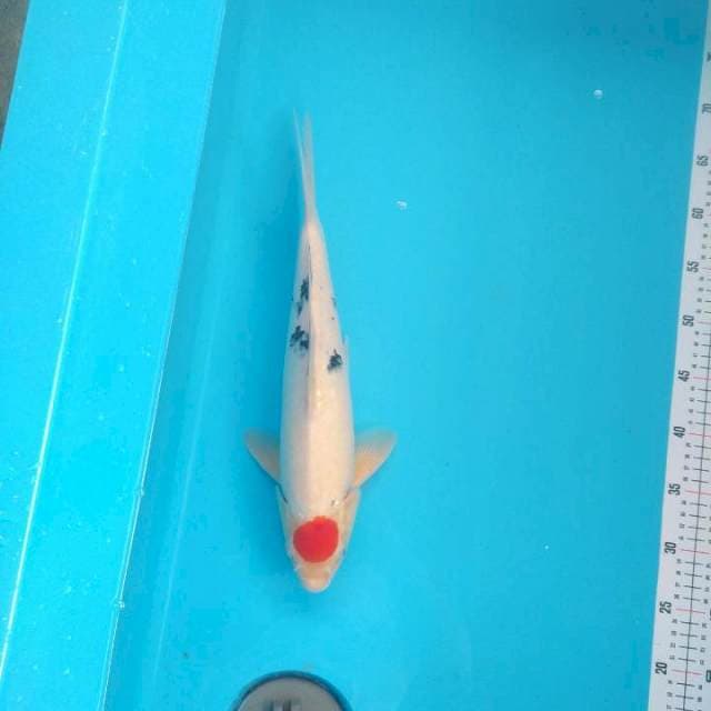 Tancho Ori 40cm