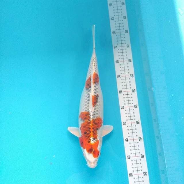 Kujaku Bersih 40cm