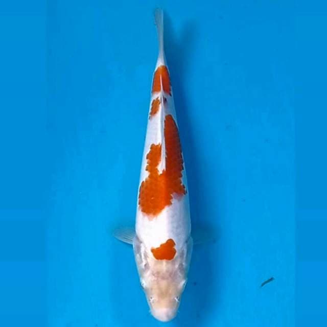 Kohaku, 19 cm