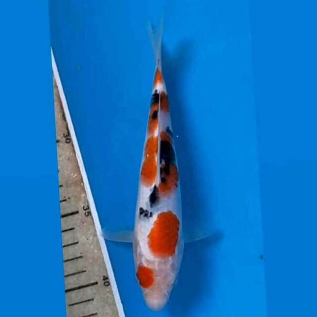 Sanke, 18 cm