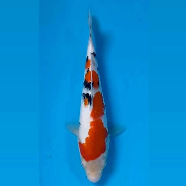 Sanke, 21 cm