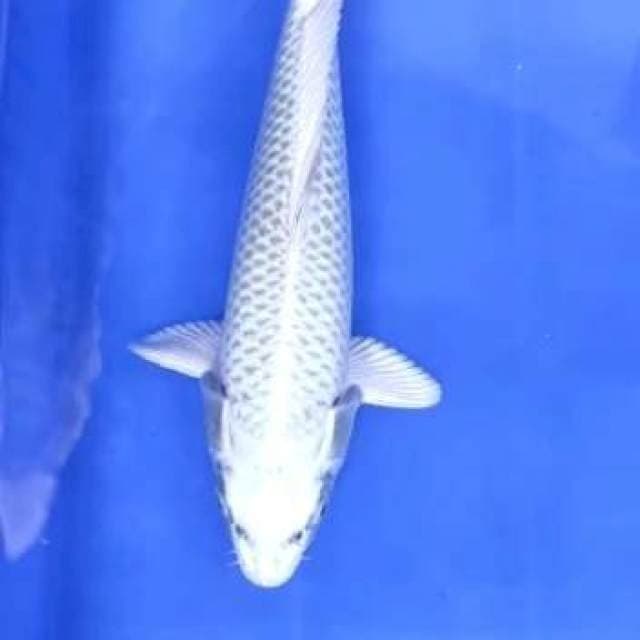 Mukasi 31cm