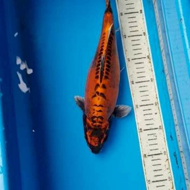 Beni Kiko 35cm Female