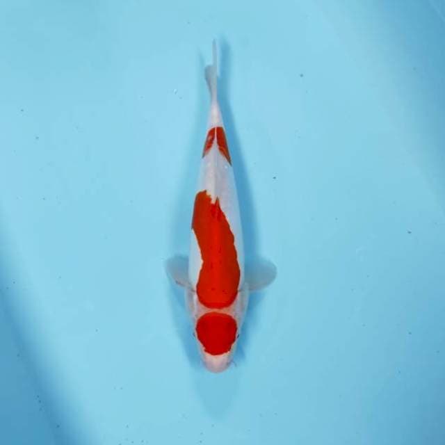MARUTEN KOHAKU