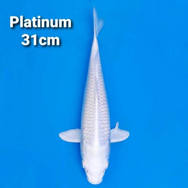 platinum snow white 31cm