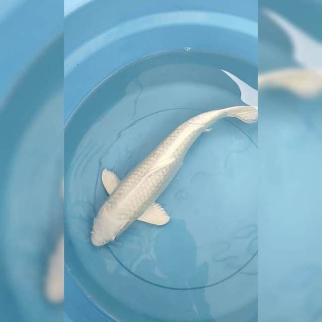 Platinum Ogon 40 cm