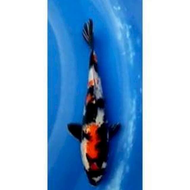 Showa Motogoro Sumi Strong Pola Original 24cm (F)