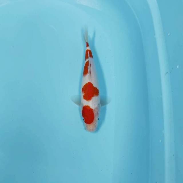 KOHAKU CEPLOK 5