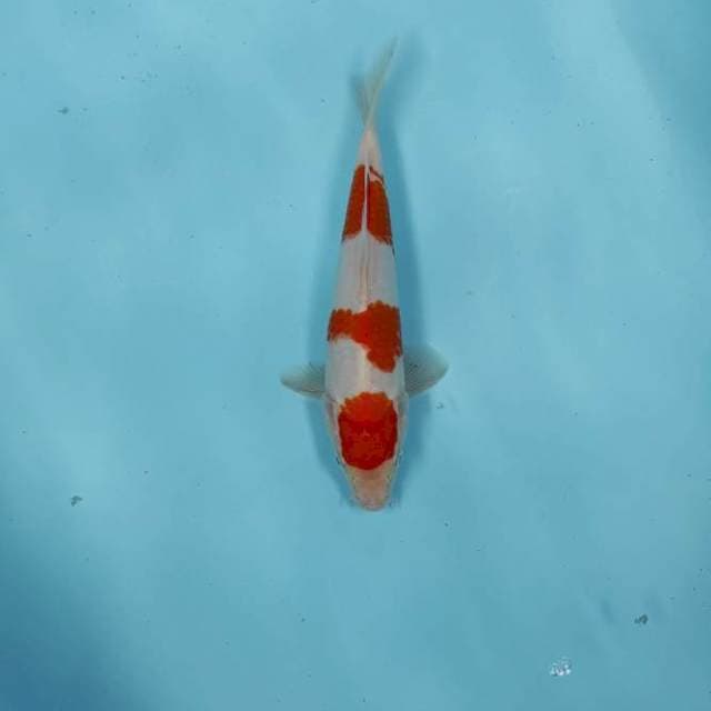 KOHAKU CEPLOK 3