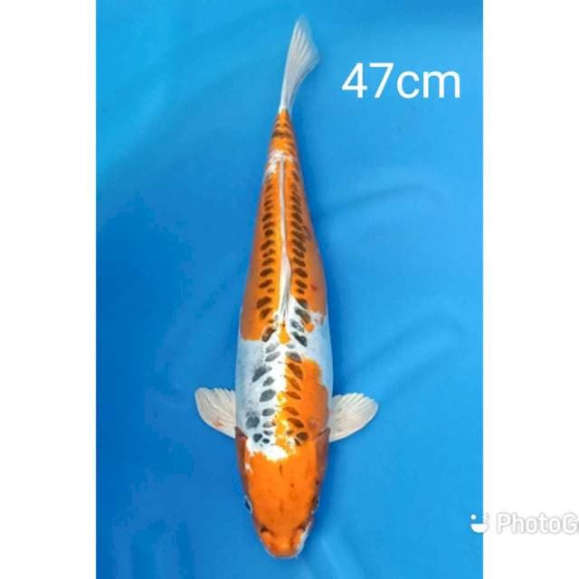 Jumbo kujaku doitsu 47cm