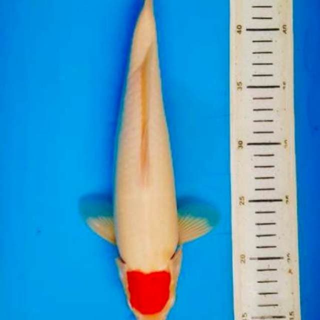 Ori tancho kohaku male ,33cm