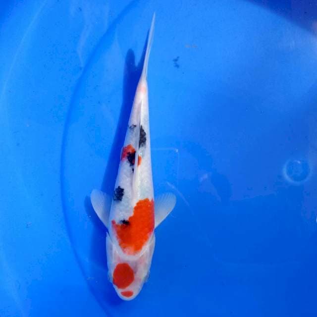 Sanke #24 cm