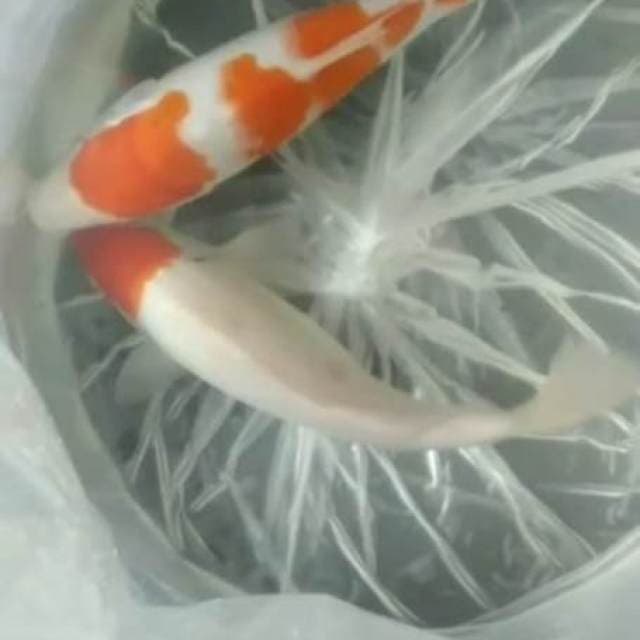 Tc kohaku & kohaku 4step 26cm ori