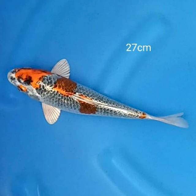 Kujaku 27cm