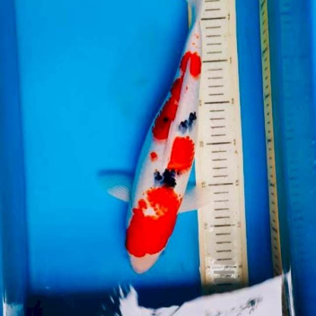 Sanke Female ,37cm