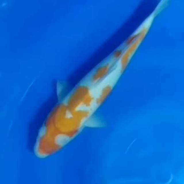 Kohaku 30cm ori