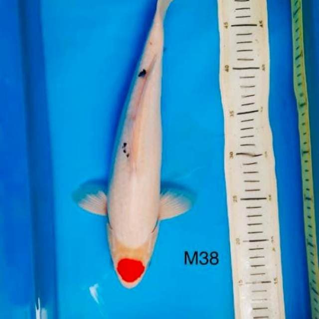 Ori Tancho sanke Male ,38cm