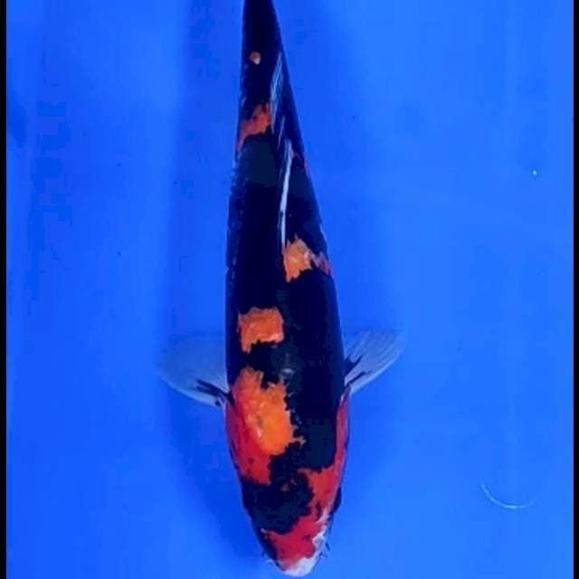 BLACKMAMBA # 27CM