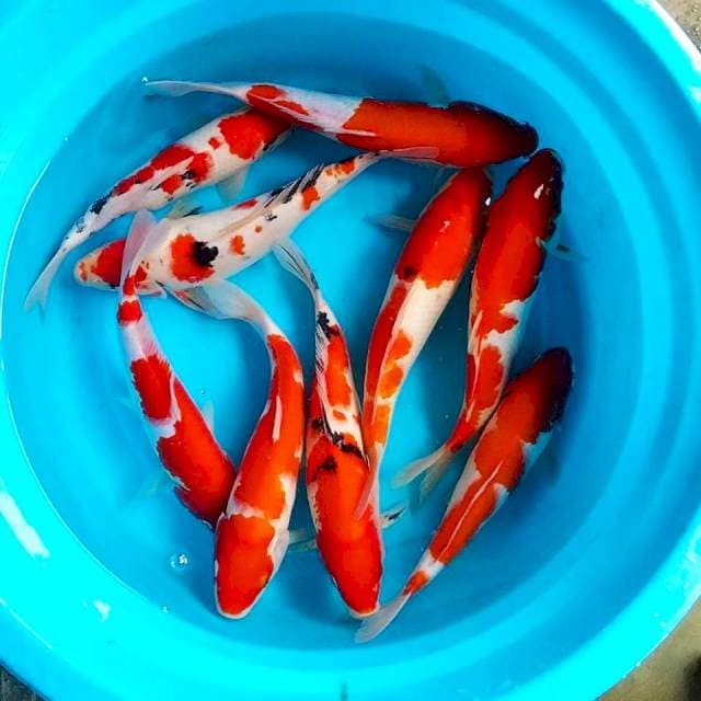 27-30cm 9 ekor