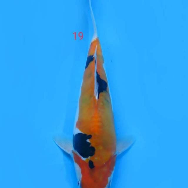 Shiwa doit 19 cm