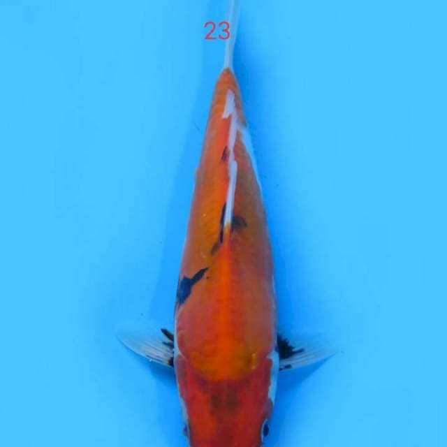Showa doit 23 cm