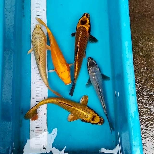 Paket Kawarimono 25-27cm