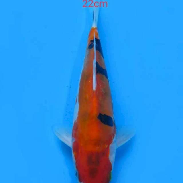 Showa doit 22cm