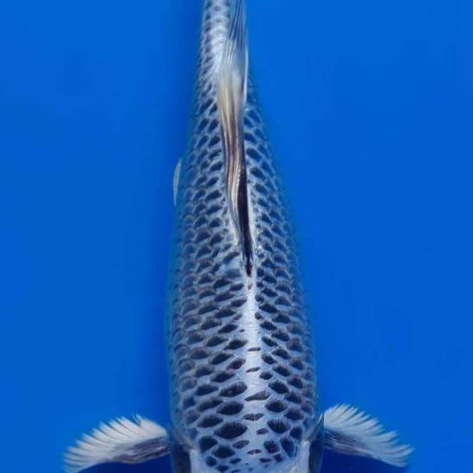 MATSUBA BODY TONGKOL