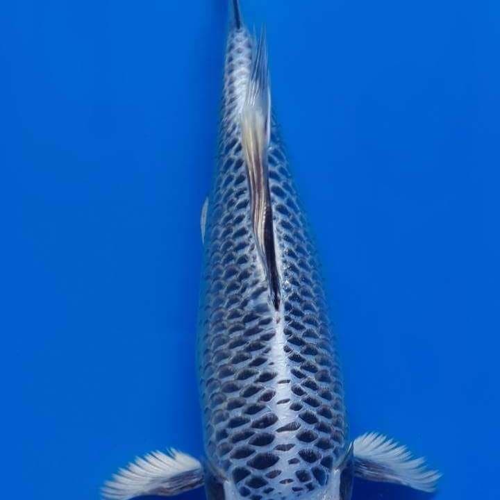MATSUBA BODY TONGKOL