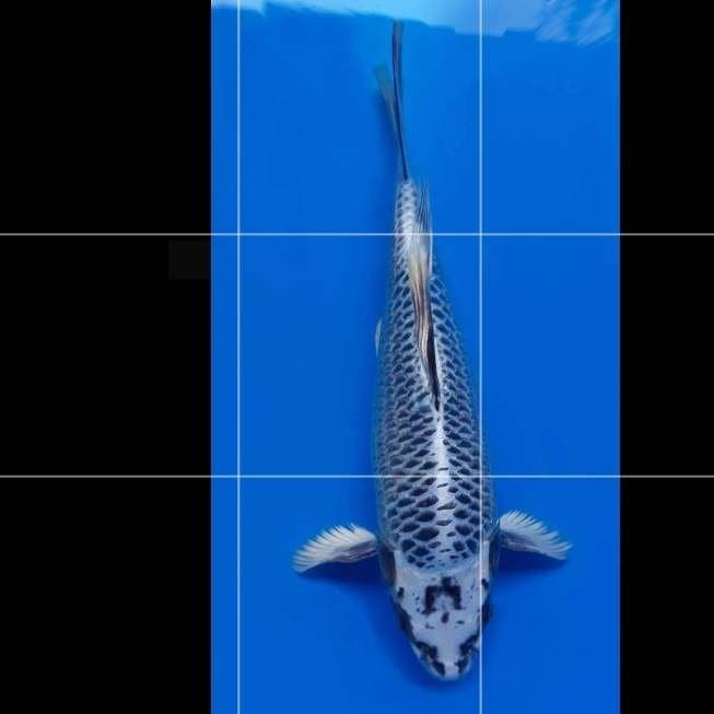 MATSUBA BODY TONGKOL