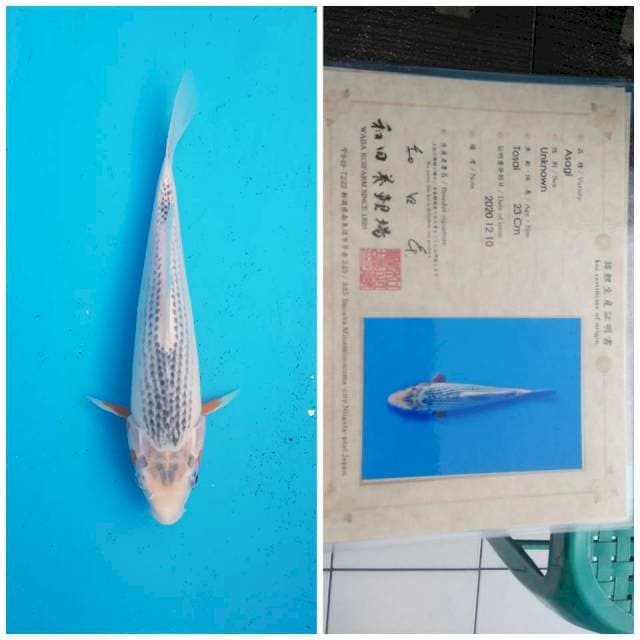 Asagi farm wada certy breeder